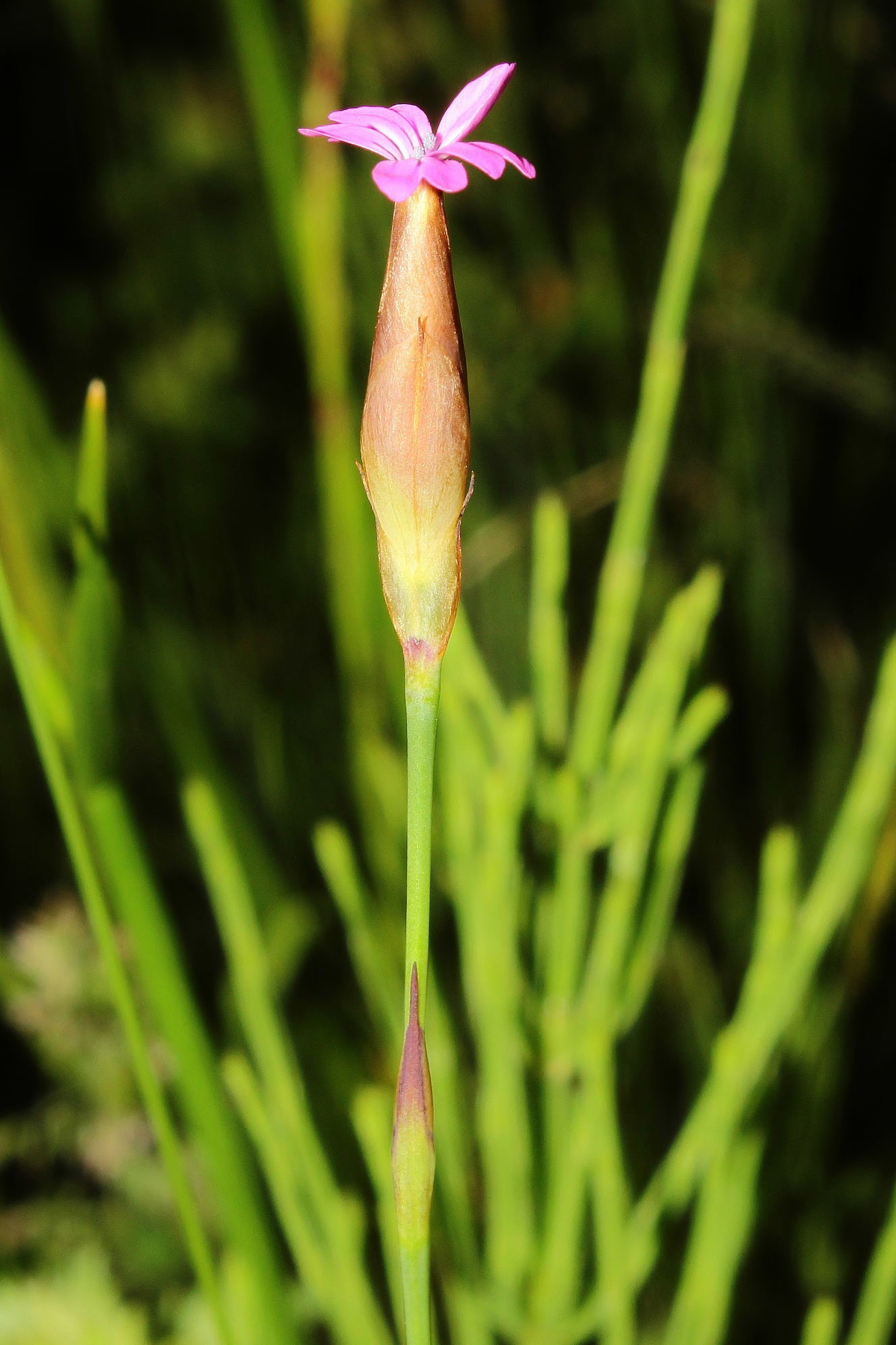 Petrorhagia da determinare